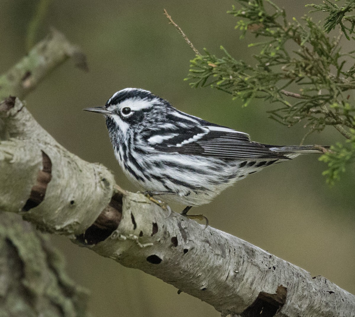 Black-and-white Warbler - ML618224714
