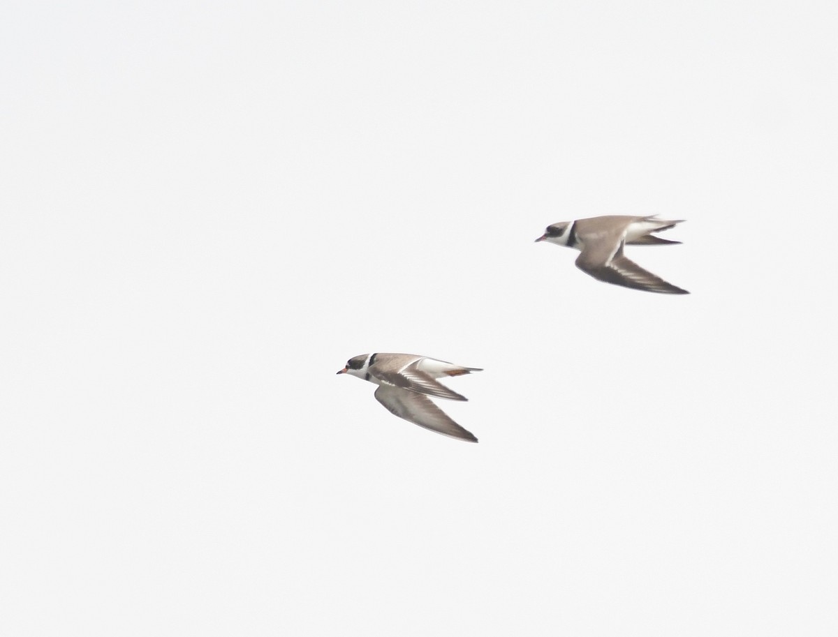 Semipalmated Plover - ML618224722