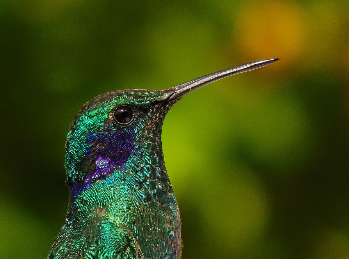 kolibřík modrouchý - ML618224777