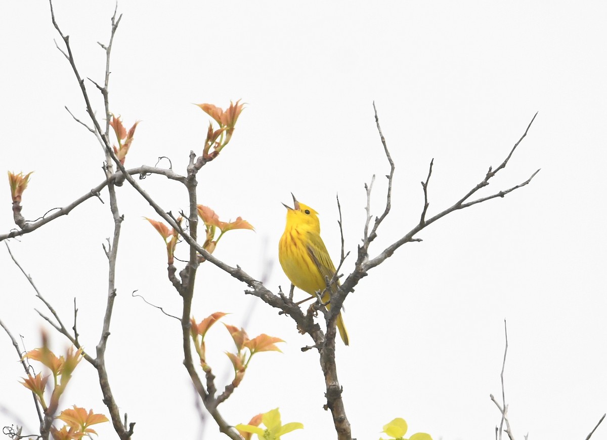 Yellow Warbler - ML618224786