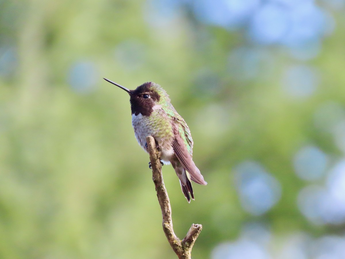 Anna's Hummingbird - ML618224852