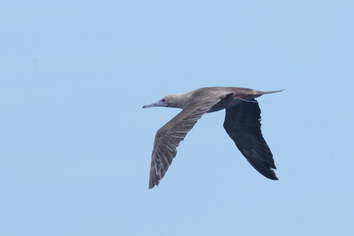 Red-footed Booby - ML618224857