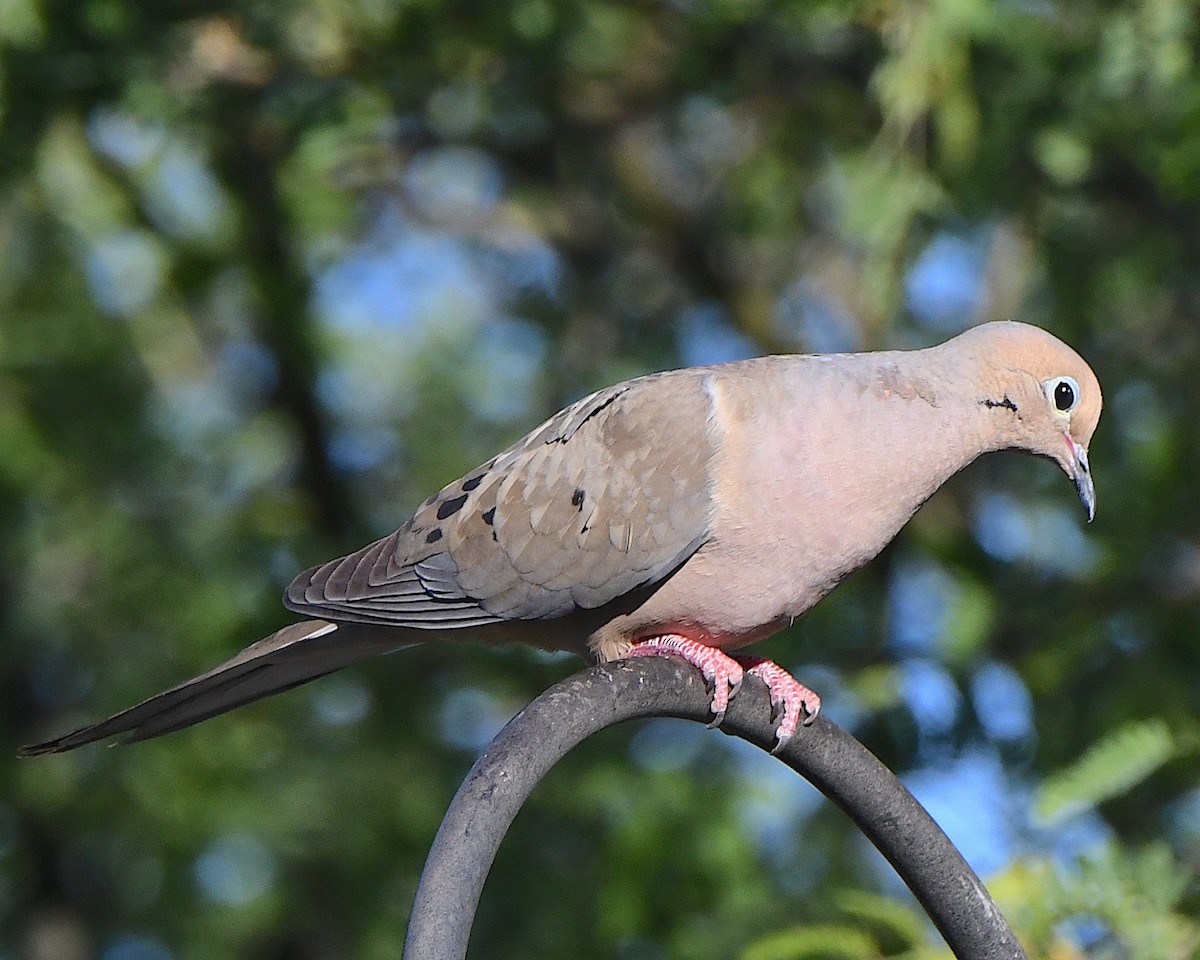 Mourning Dove - Ted Wolff
