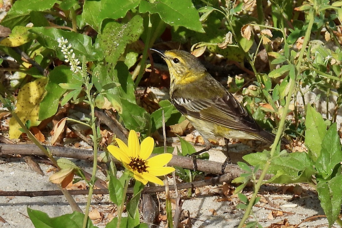 Cape May Warbler - ML618224872