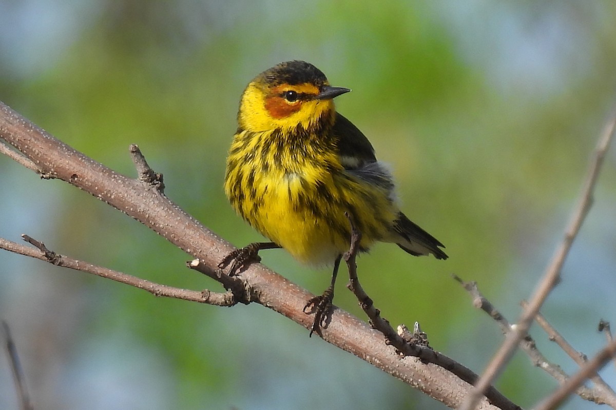 Cape May Warbler - ML618224873