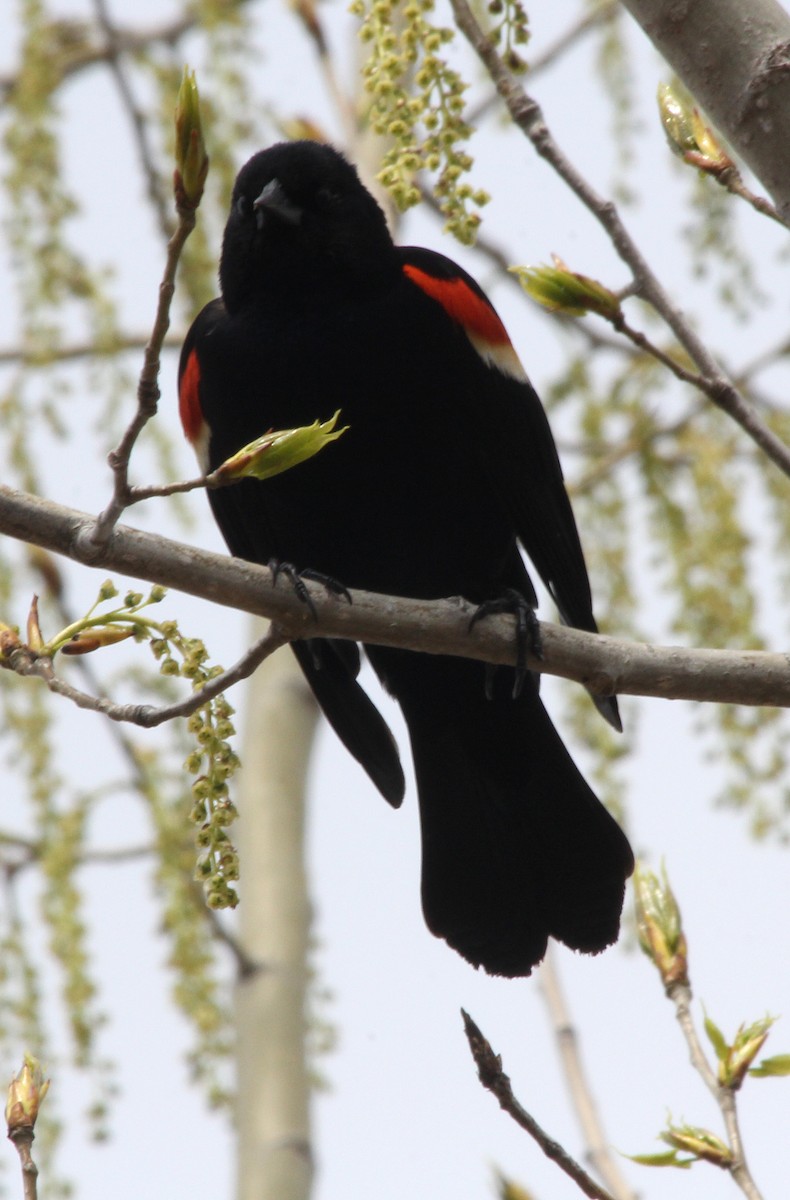 Red-winged Blackbird - ML618224910