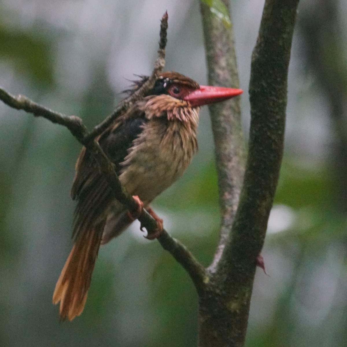 Sulawesi Lilac Kingfisher - ML618224934