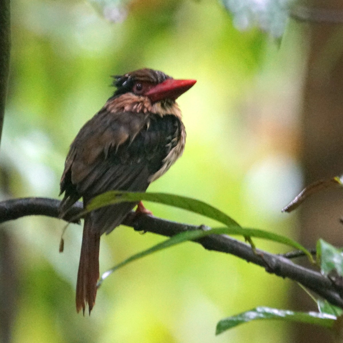 Sulawesi Lilac Kingfisher - ML618224935
