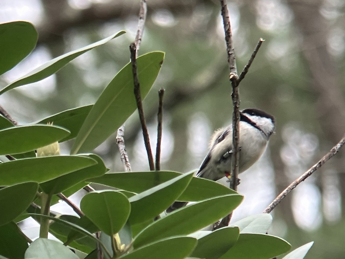 Black-capped Chickadee - Larry Therrien