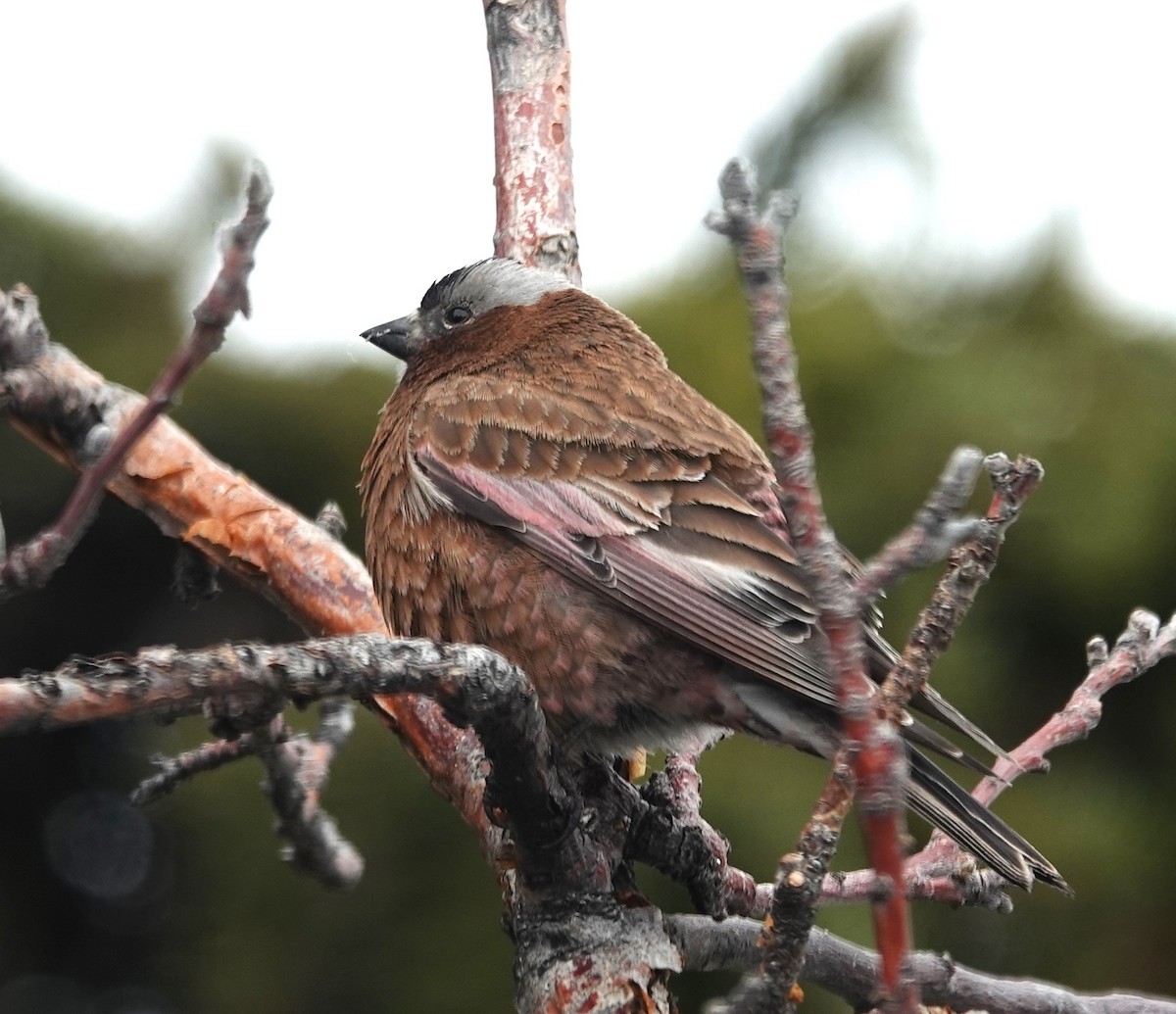 Gray-crowned Rosy-Finch (Gray-crowned) - ML618224960