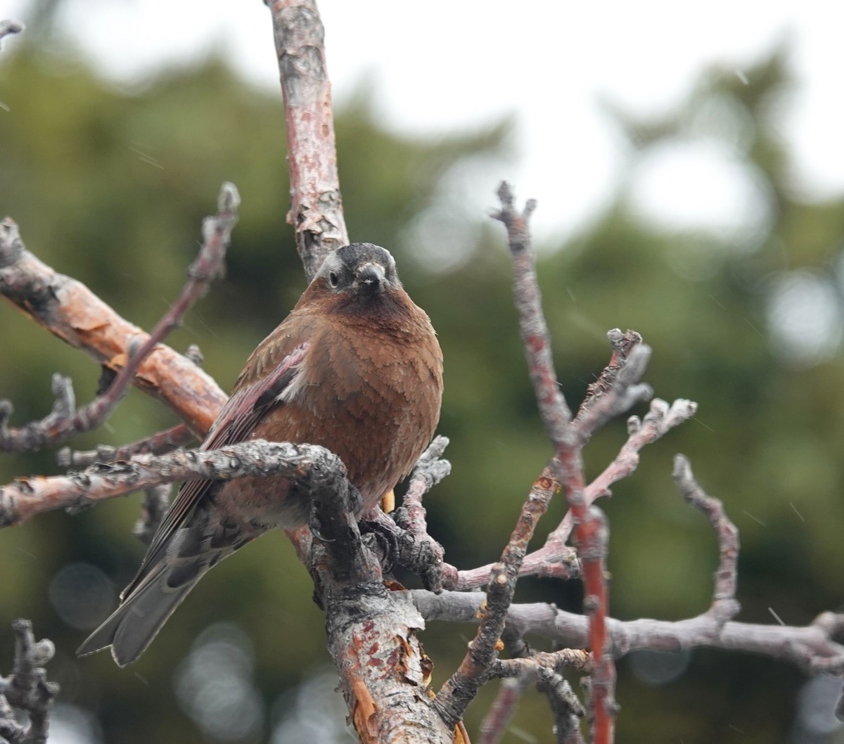 Gray-crowned Rosy-Finch (Gray-crowned) - ML618224976