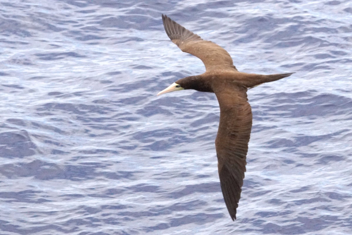 Brown Booby - ML618224995