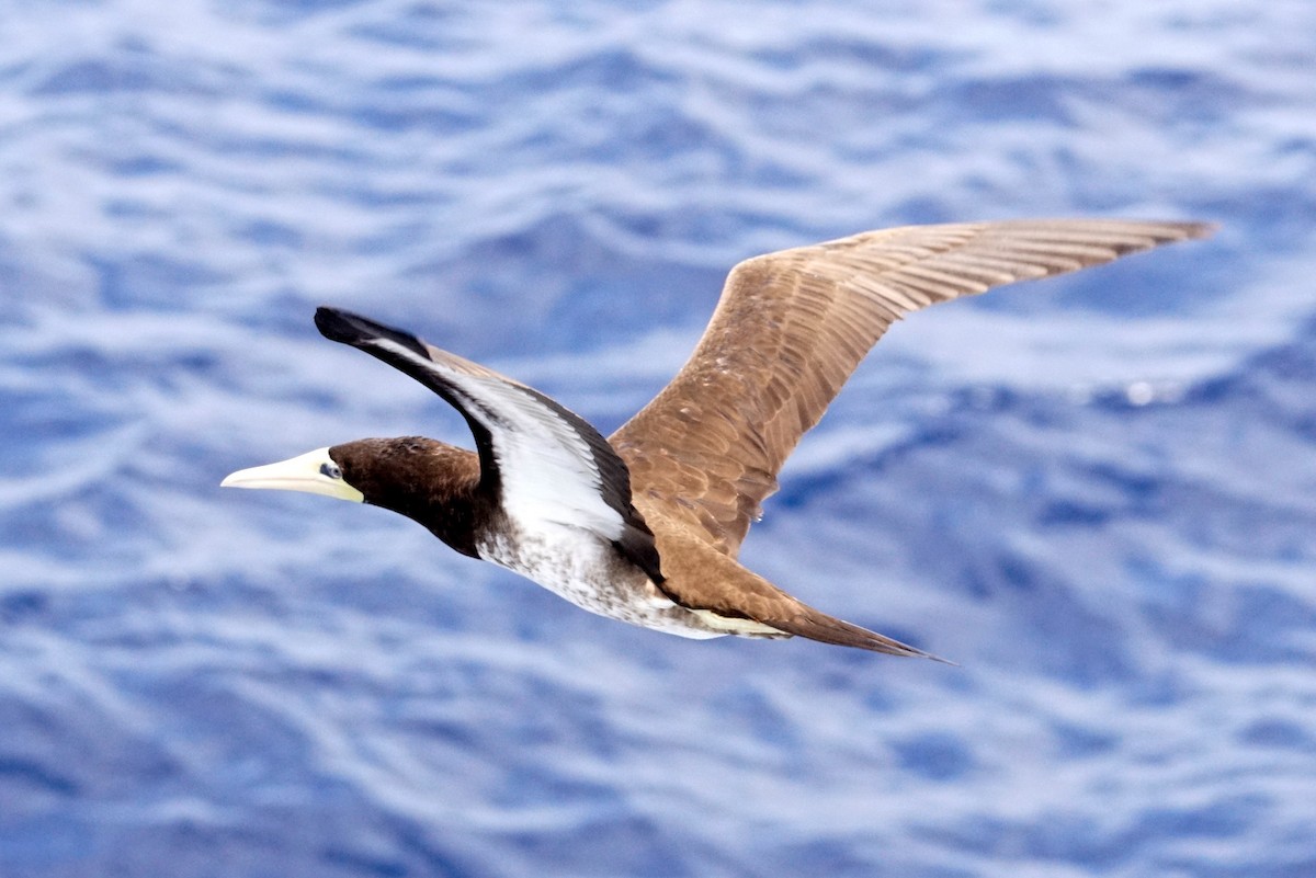 Brown Booby - ML618224997