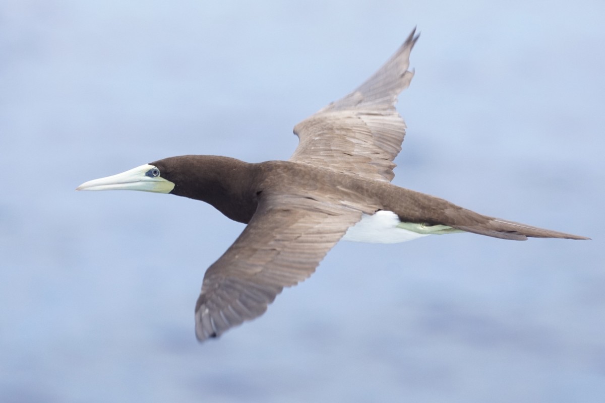 Brown Booby - Mike Pennington