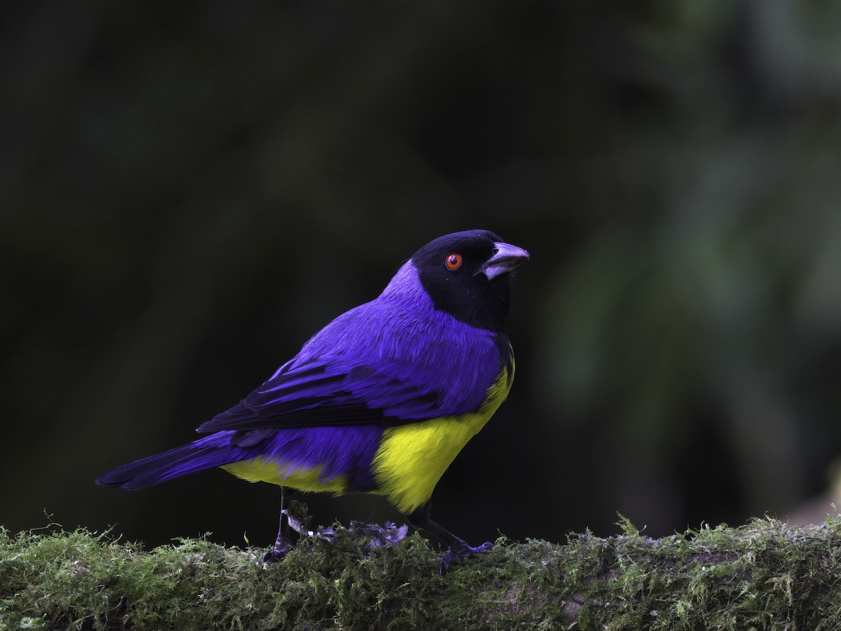 Hooded Mountain Tanager - ML618225026