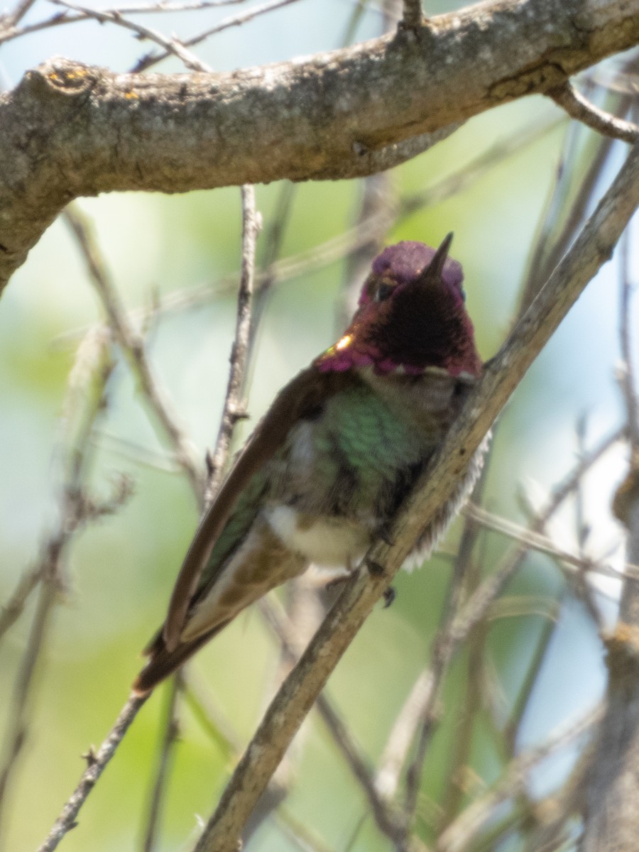 Anna's Hummingbird - Aaron Polichar