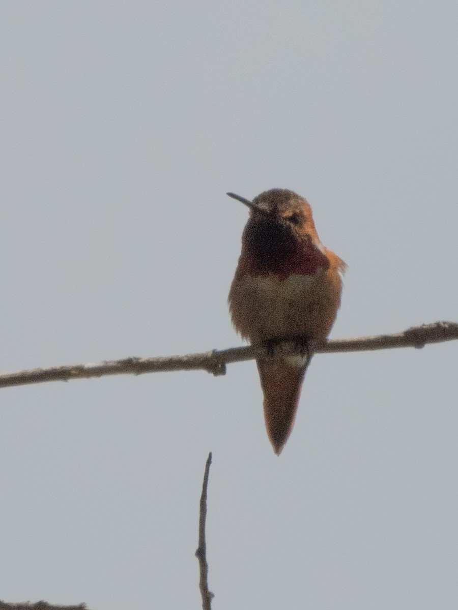 Allen's Hummingbird - ML618225045