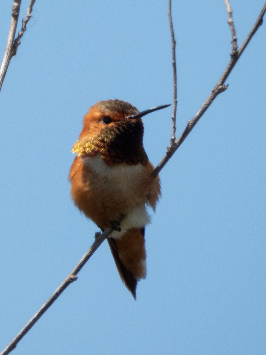 Allen's Hummingbird - Aaron Polichar