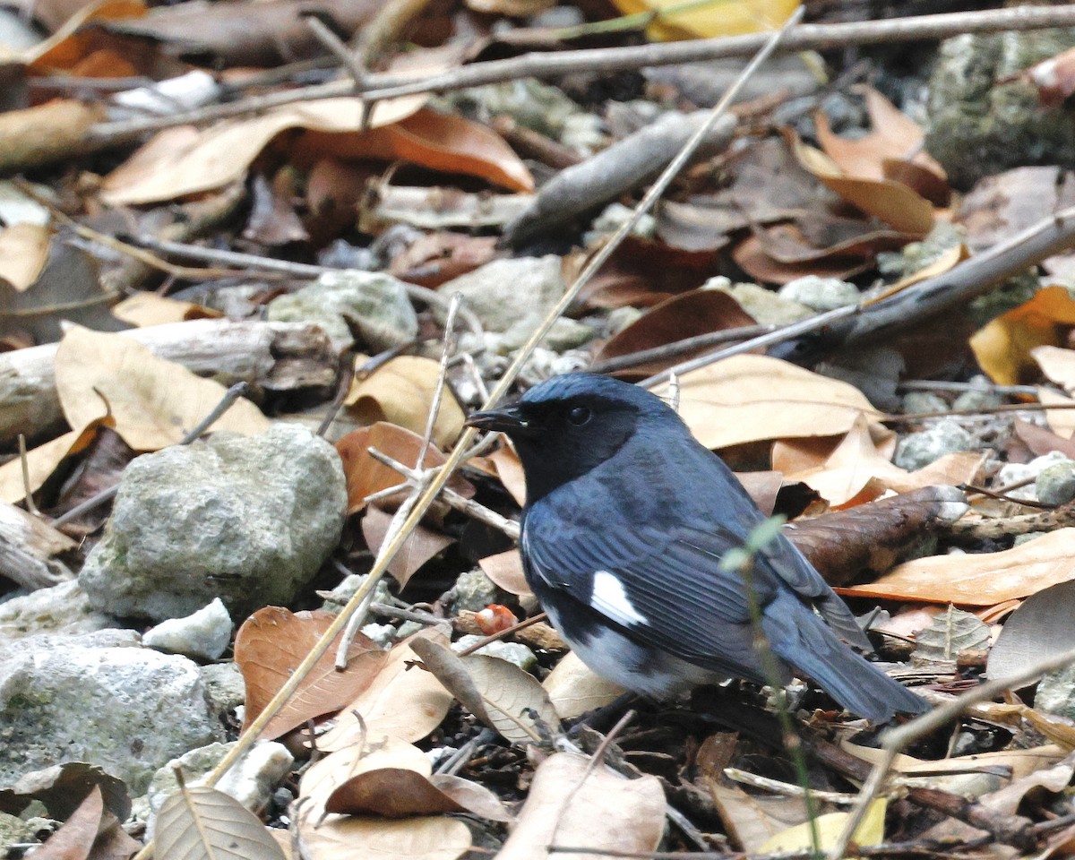 Black-throated Blue Warbler - Cate Hopkinson