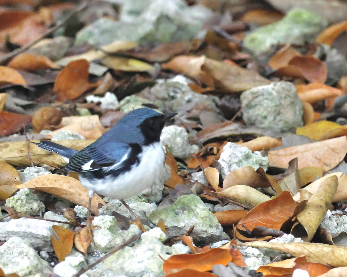 Black-throated Blue Warbler - ML618225053