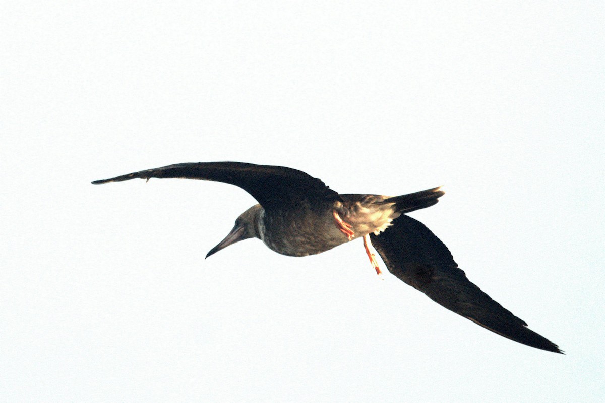 Red-footed Booby - ML618225055