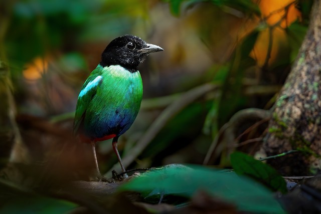 Eastern Hooded Pitta (Papuan) ML618225080
