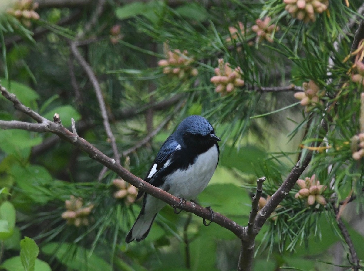 Black-throated Blue Warbler - ML618225107