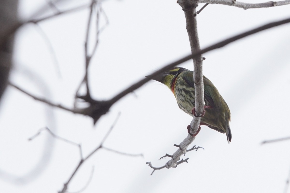 Coppersmith Barbet - Mike Pennington