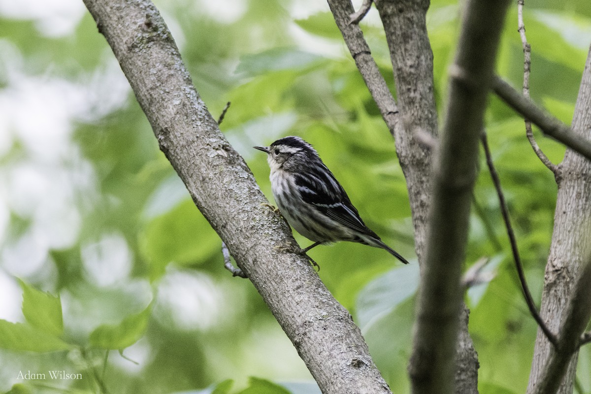 Black-and-white Warbler - ML618225152
