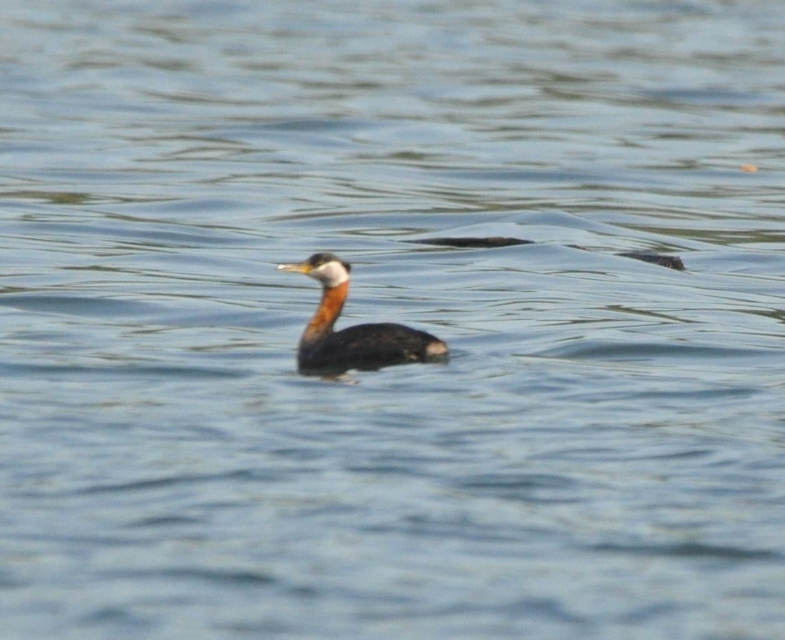 Red-necked Grebe - kye jenkins
