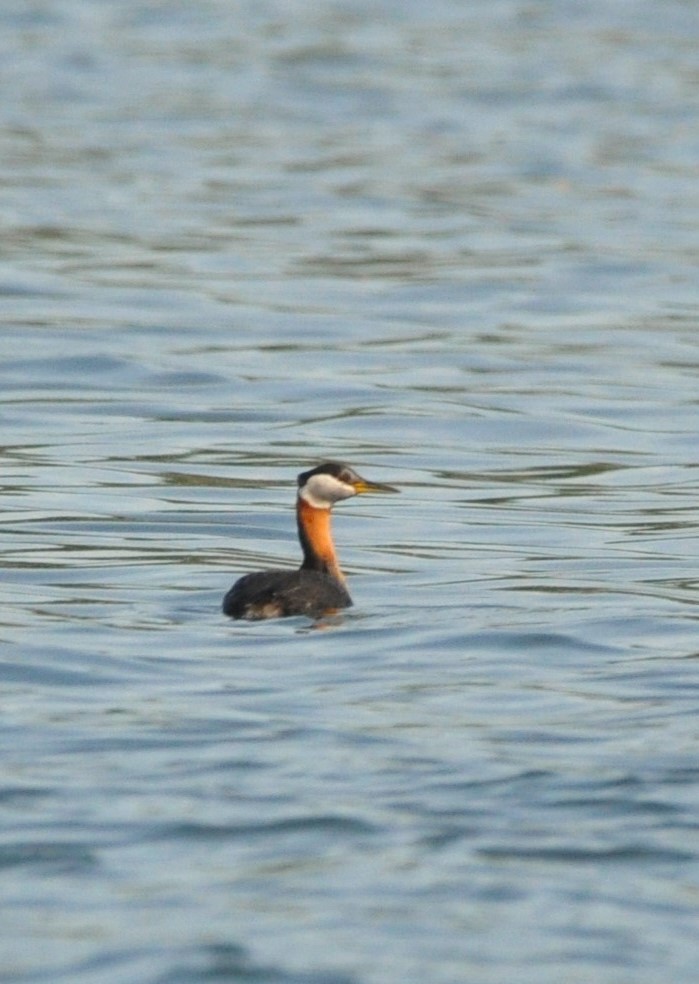 Red-necked Grebe - kye jenkins