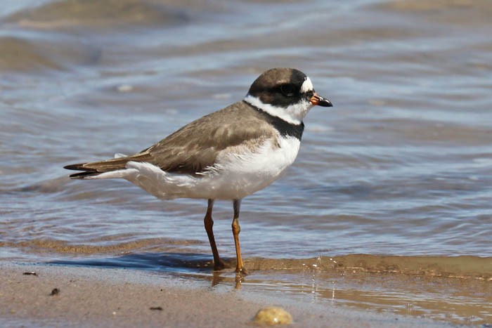 Semipalmated Plover - ML618225161