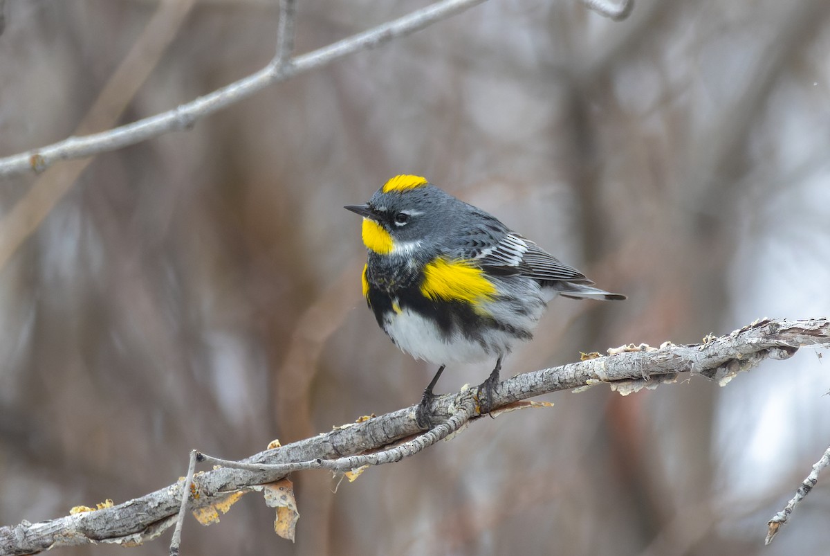Yellow-rumped Warbler (Myrtle x Audubon's) - ML618225162