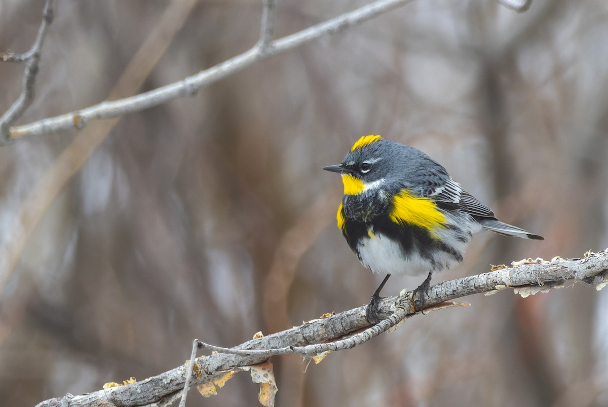 Yellow-rumped Warbler (Myrtle x Audubon's) - ML618225167