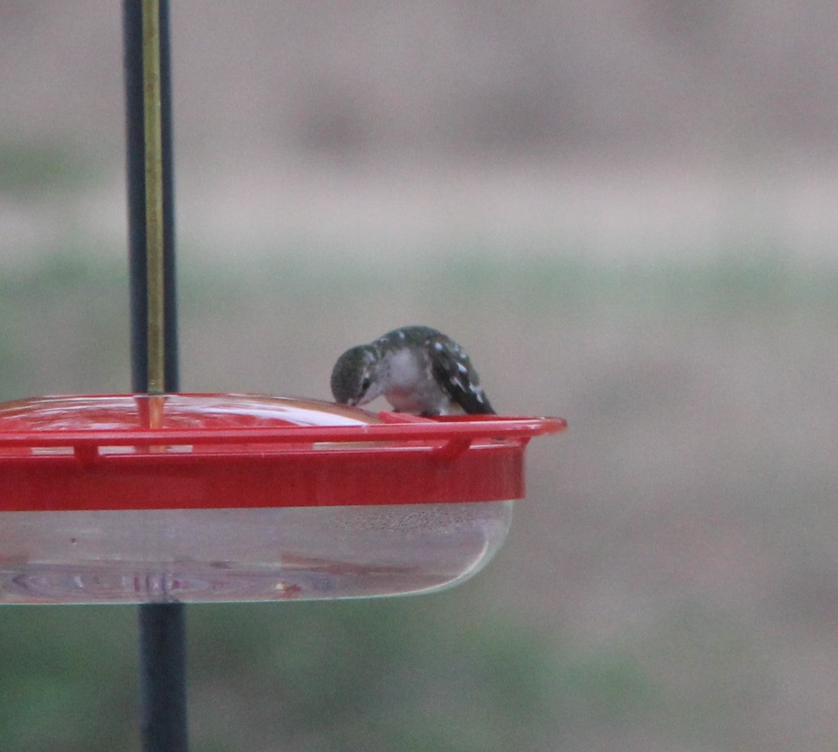 eBird Checklist - 27 Apr 2024 - Corrales Bosque Preserve - 1 species