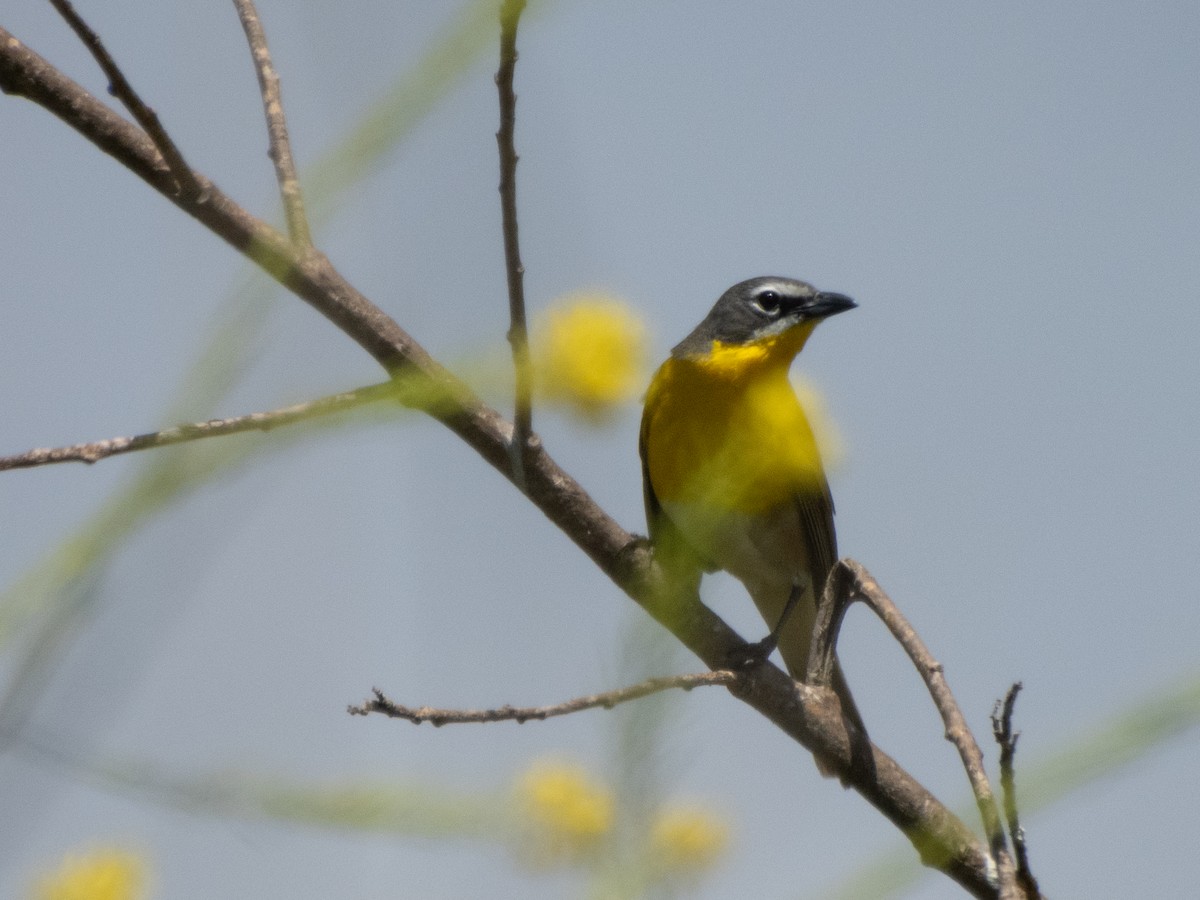 Yellow-breasted Chat - ML618225191