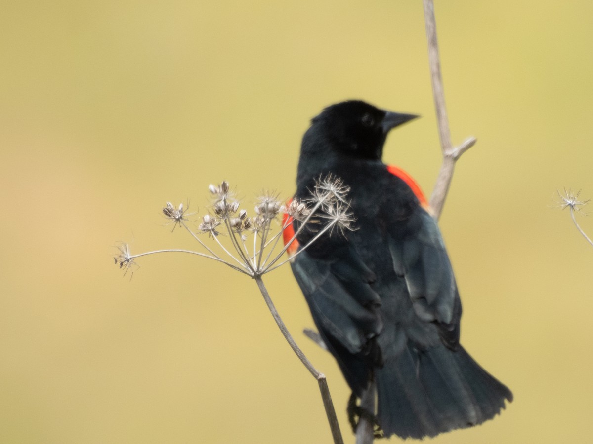Red-winged Blackbird - Aaron Polichar