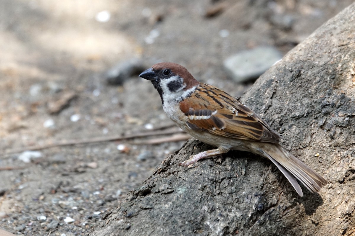 Eurasian Tree Sparrow - ML618225230