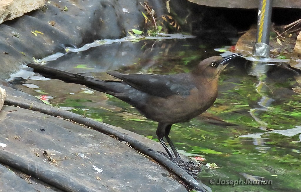 Great-tailed Grackle - ML618225257