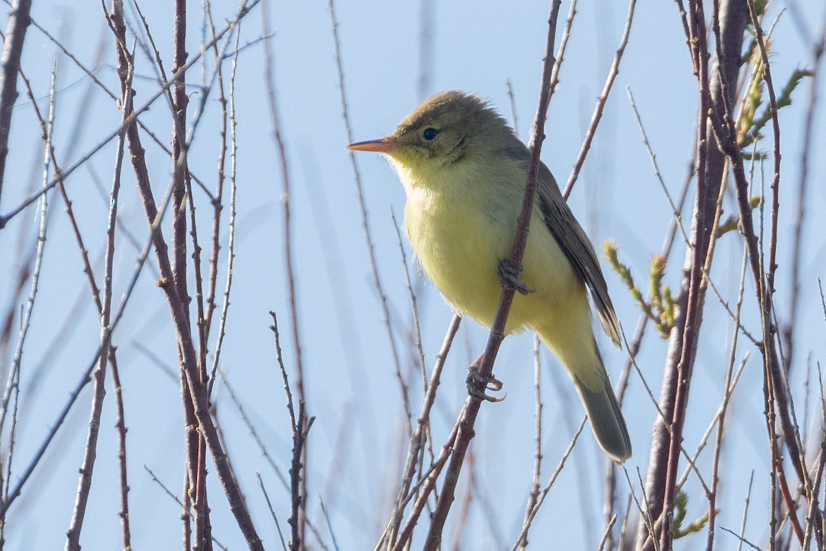 Melodious Warbler - ML618225310