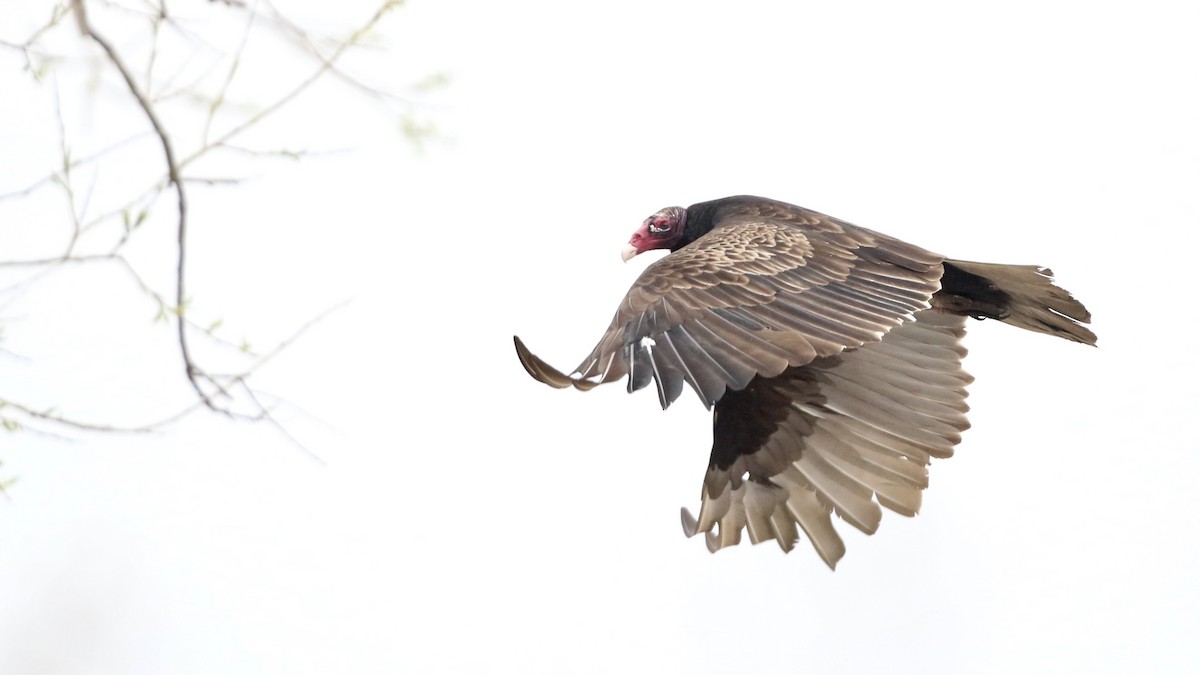Turkey Vulture - ML618225323