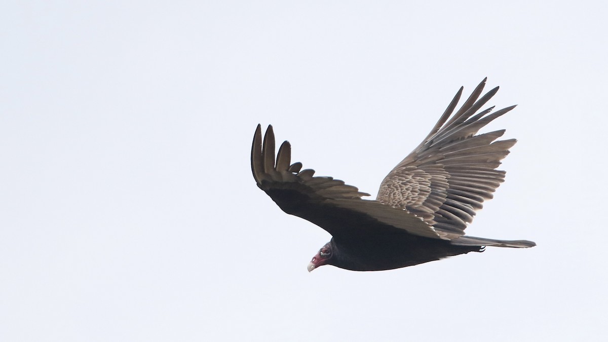 Turkey Vulture - ML618225324