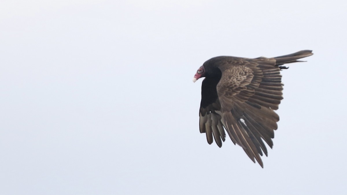 Turkey Vulture - ML618225326