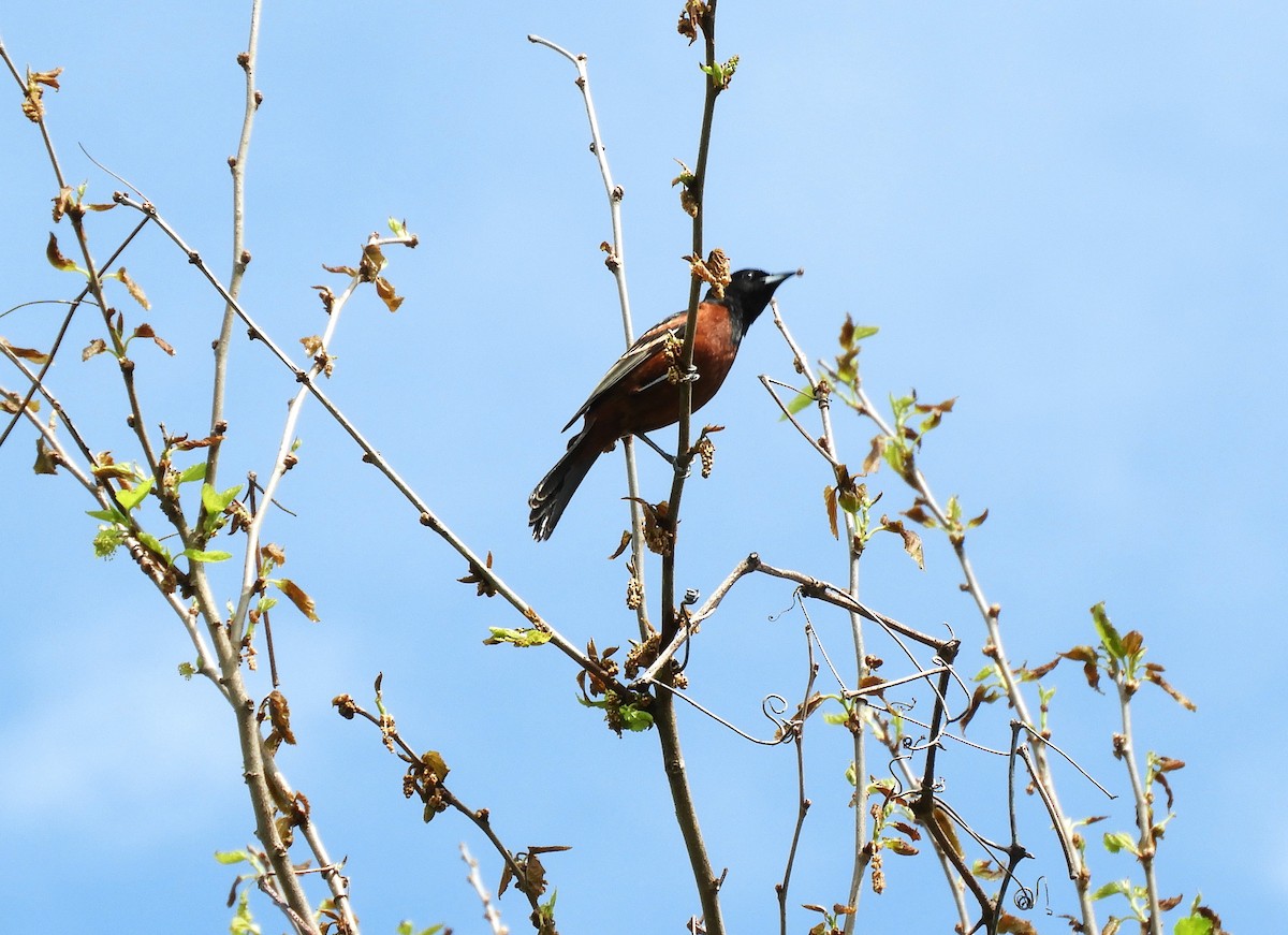 Orchard Oriole - Becky Kitto