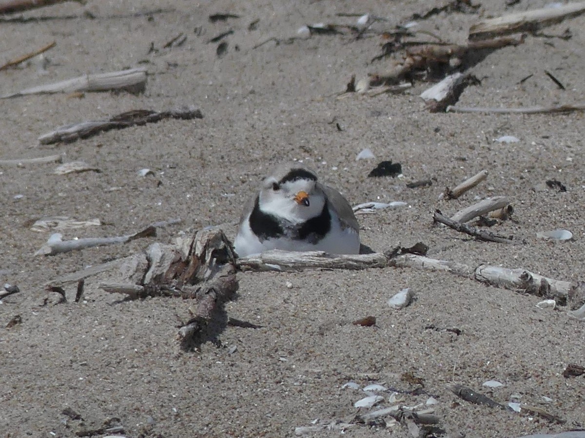 Piping Plover - ML618225360