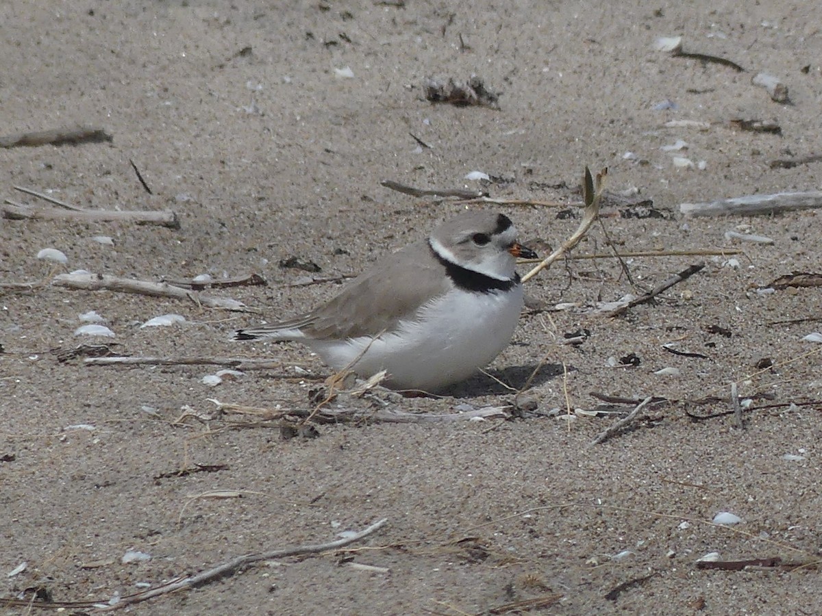 Piping Plover - ML618225361