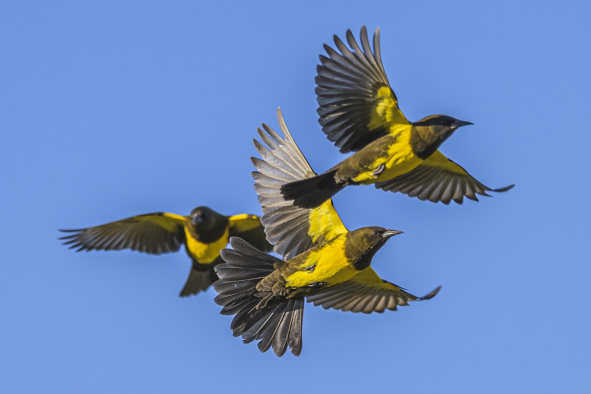 Brown-and-yellow Marshbird - ML618225388