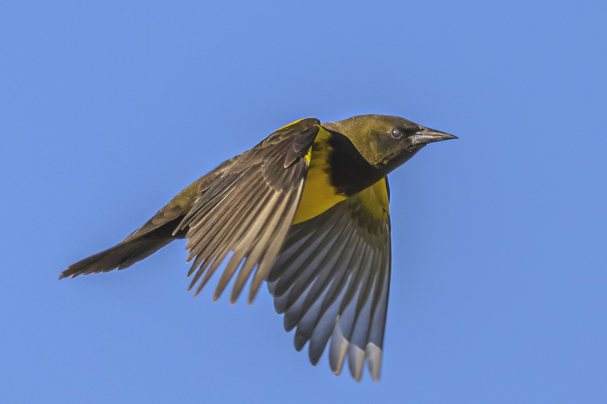 Brown-and-yellow Marshbird - ML618225392