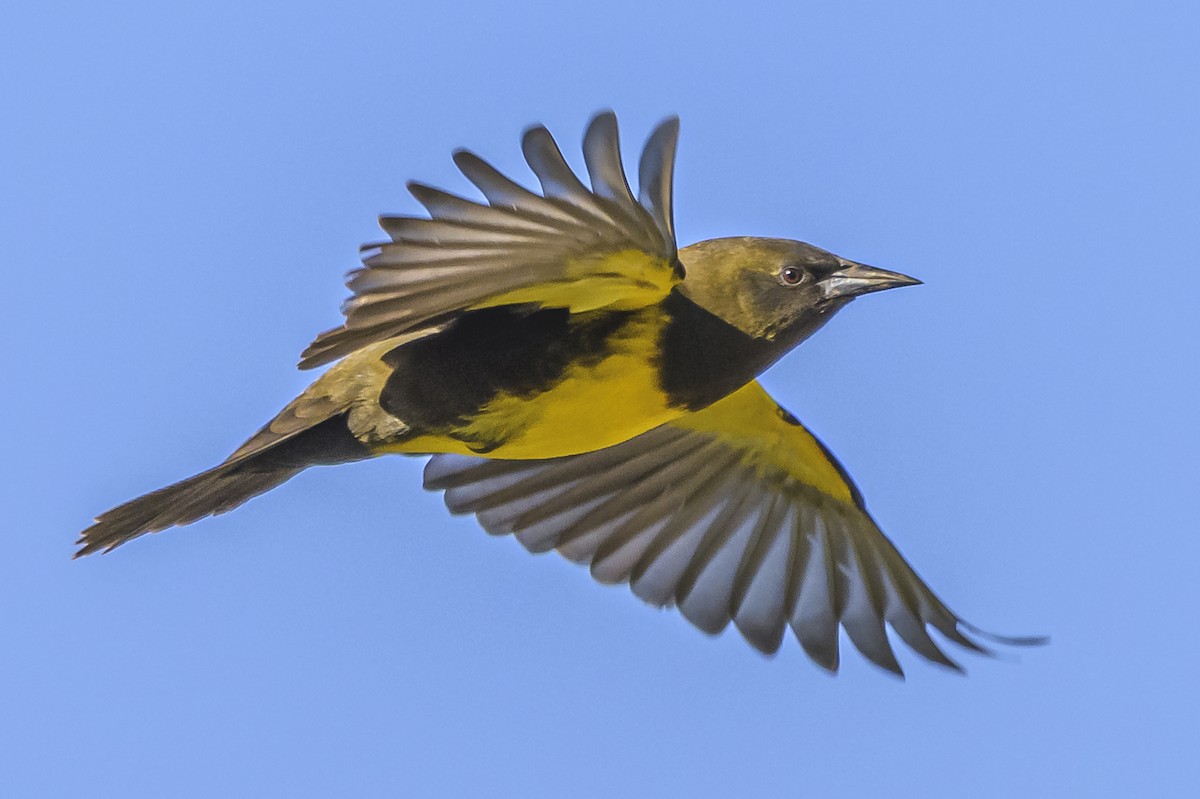 Brown-and-yellow Marshbird - ML618225395