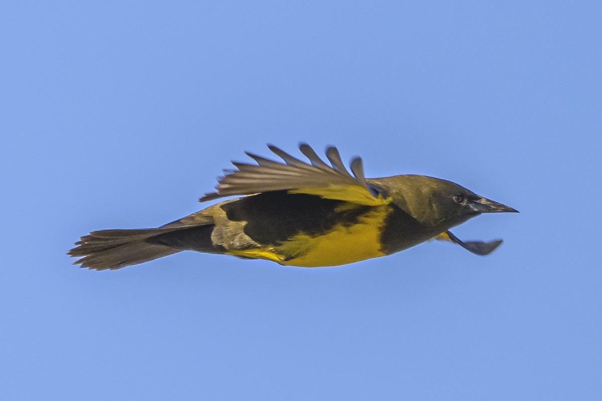 Brown-and-yellow Marshbird - ML618225401